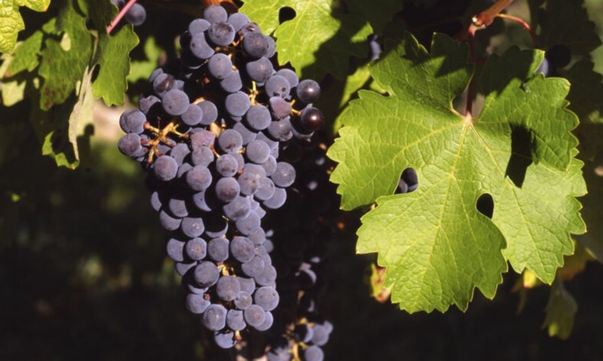 Riego deficitario regulado en uvas Cabernet Sauvignon: impacto en aroma y composición fenólica