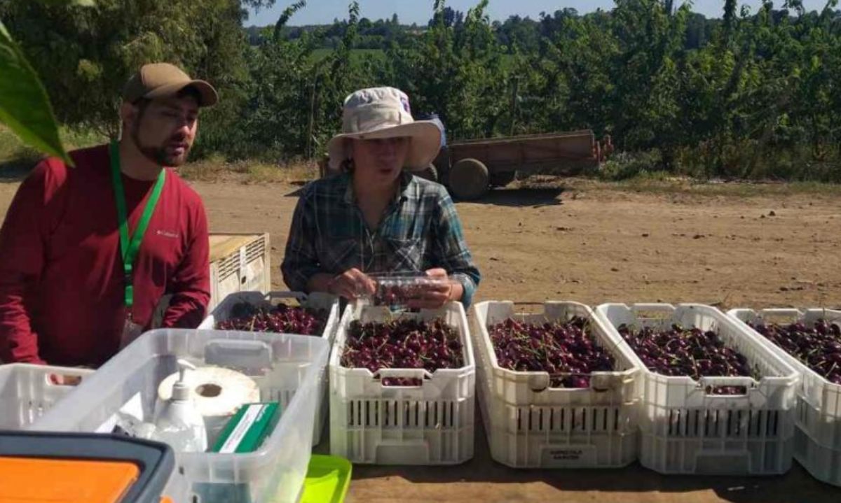 Región de Ñuble: Buscan optimizar el manejo de cosechas en cerezas de exportación 