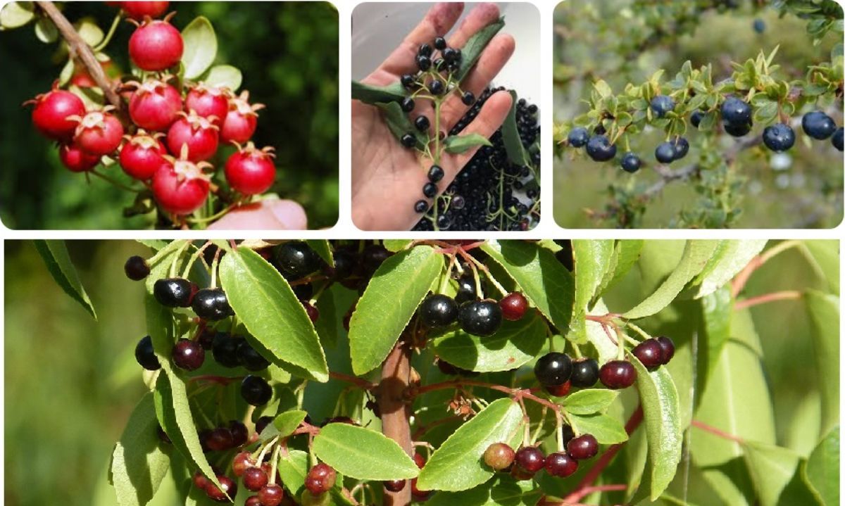 Las perspectivas de repoblamiento de berries nativos en Ñuble