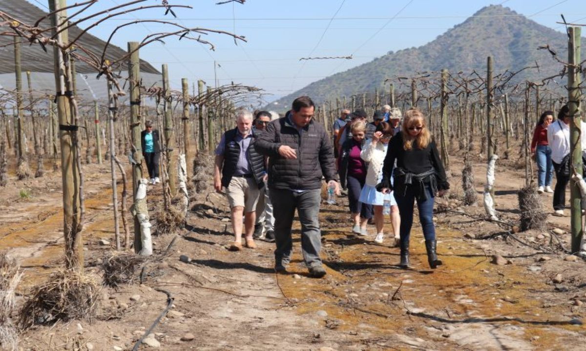 Productores neozelandeses en camaradería con industria del kiwi chileno