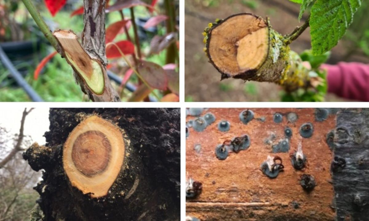 Primer workshop internacional de enfermedades de la madera en frutales