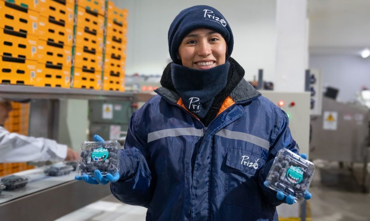 Putaendo-Chile: Los arándanos de maceta de Prize ya se comienzan a cosechar