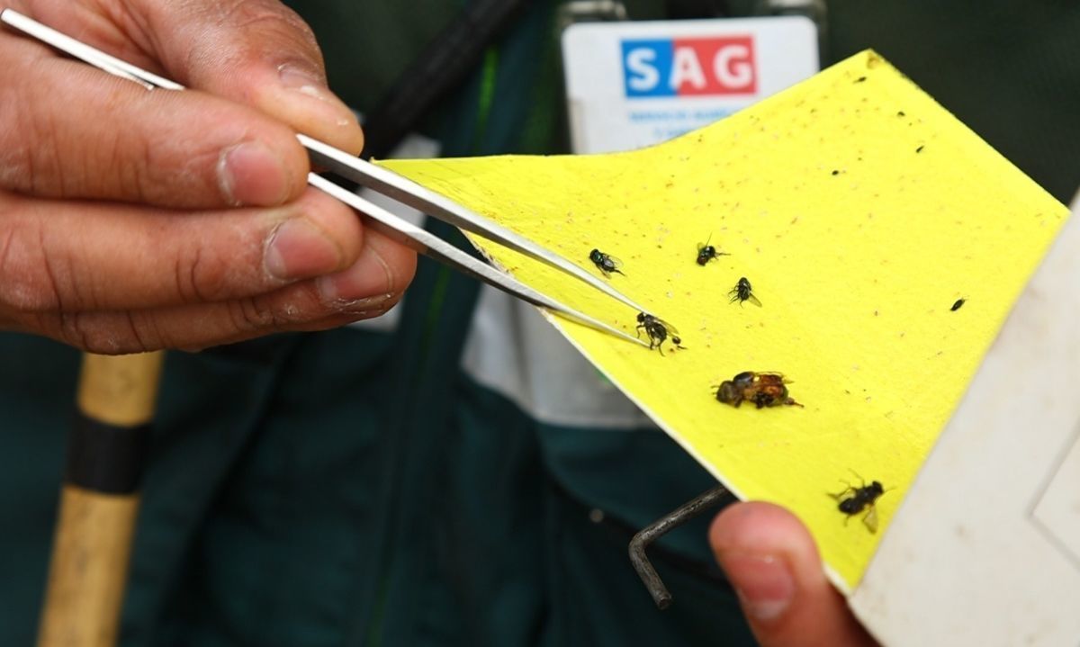 ¿En qué va la campaña de mosca de la fruta en la Región Metropolitana?