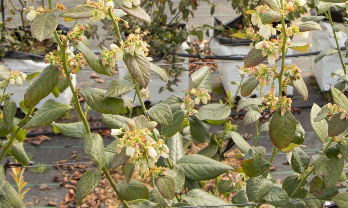 Cuatro nuevos cultivares se suman a proyecto de validación de variedades de arándanos