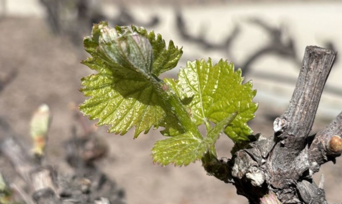 La primavera ya comienza en Concha y Toro