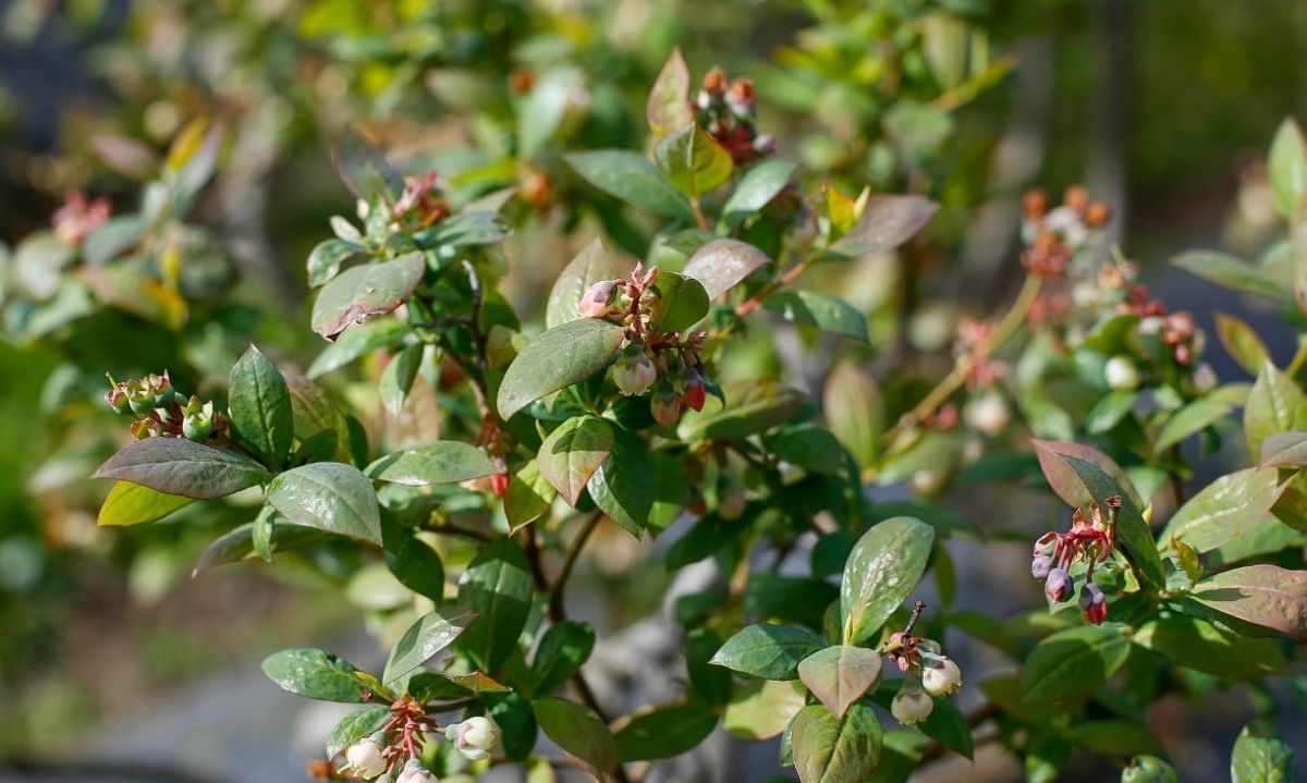 Los Ríos - jornada técnica arándanos: Información climática como herramienta en la protección del cultivo