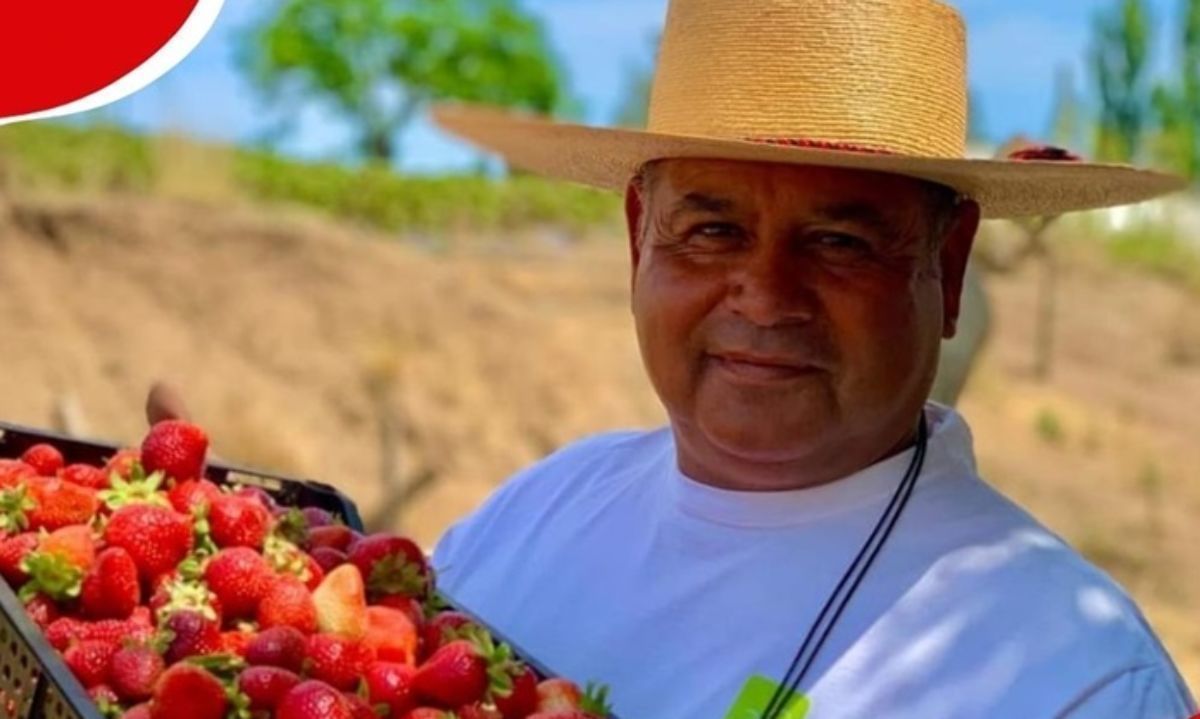 Lo que enfrentan los productores de frutillas o fresas para ascender en producción