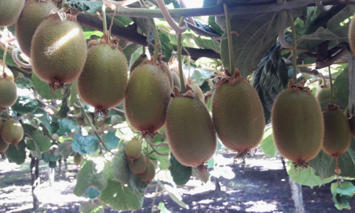 Ve en imágenes la entrega de resultados del proyecto de innovación del sistema productivo de kiwi