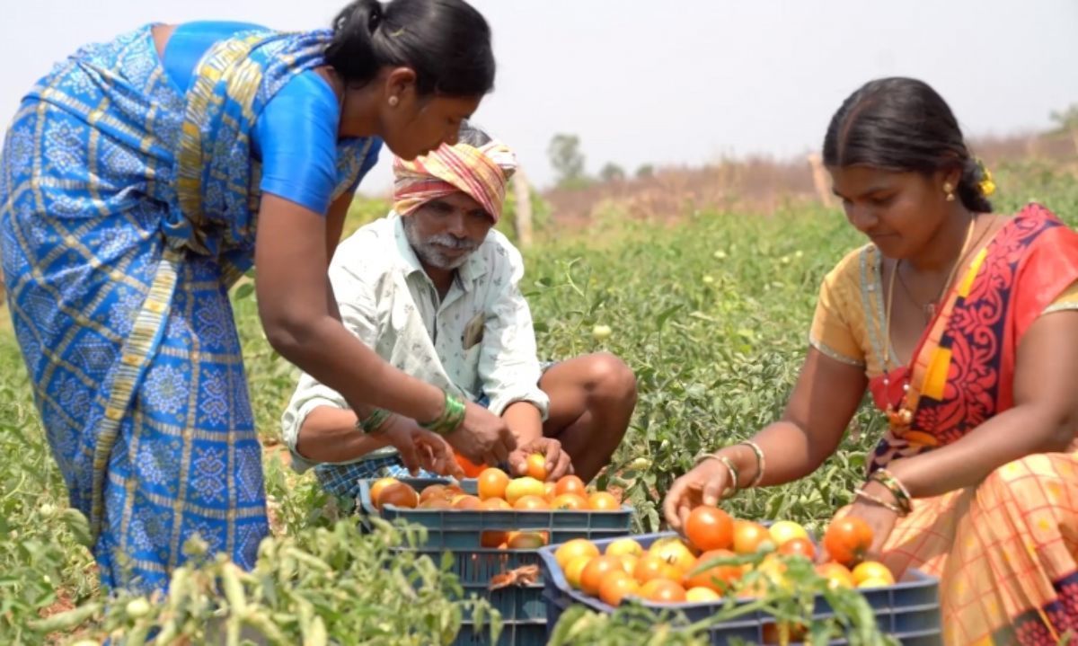 Innovación: En India ofrecen almacenamiento a agricultores hasta obtener el mejor precio