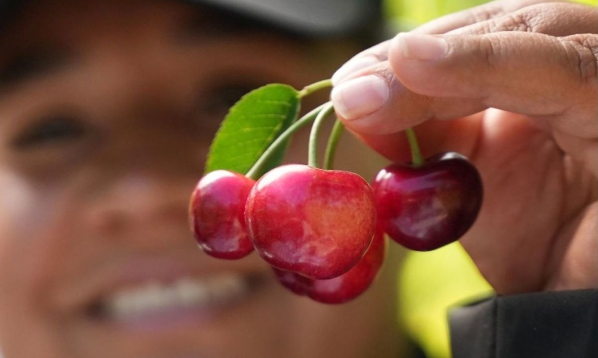 Garcés Fruit ya partió con su primera cosecha del año