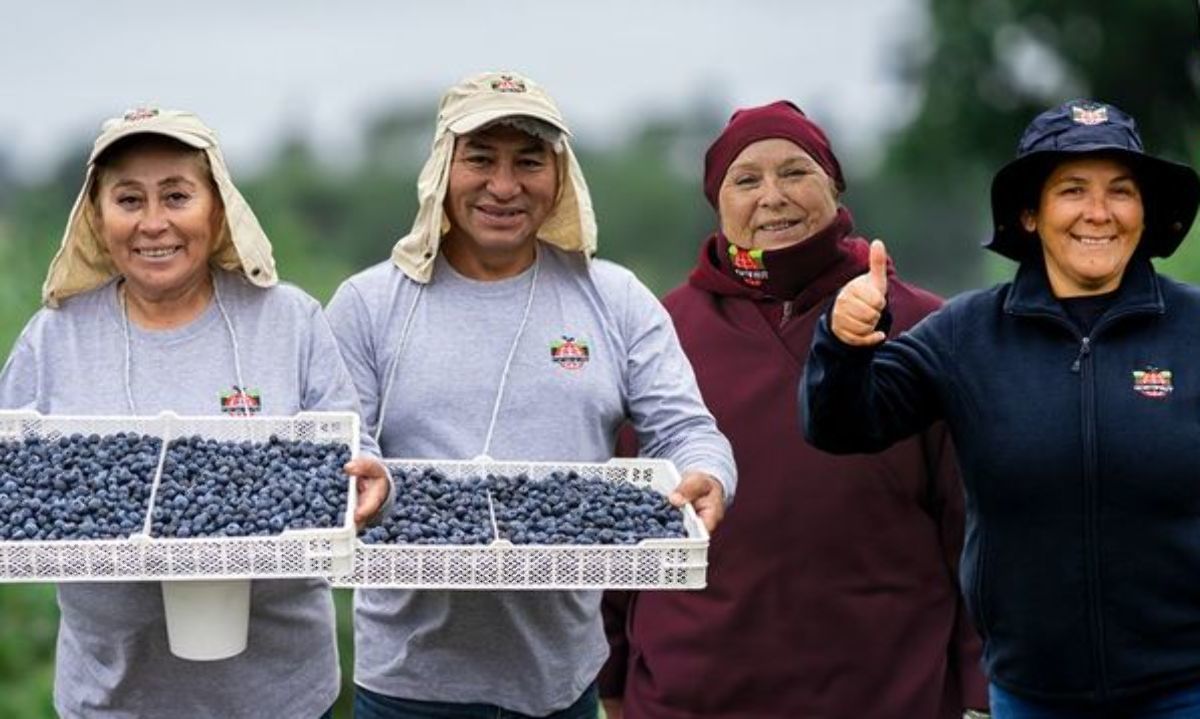 Fondo de Canadá, PSP Investments, eleva a más del 60% la participación Hortifrut Chile