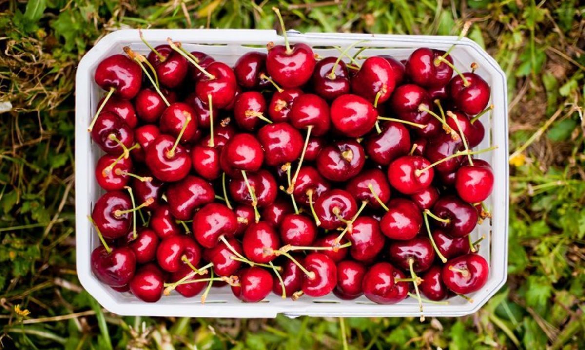 Conoce acerca de las exportaciones de cerezas y el panorama mundial 