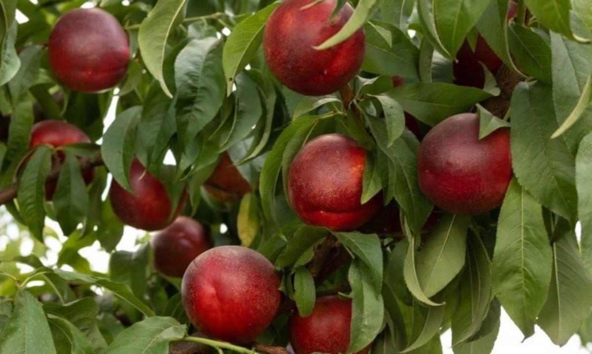 Día de Campo: Cuaja de la variedad de nectarino Andesneccinco