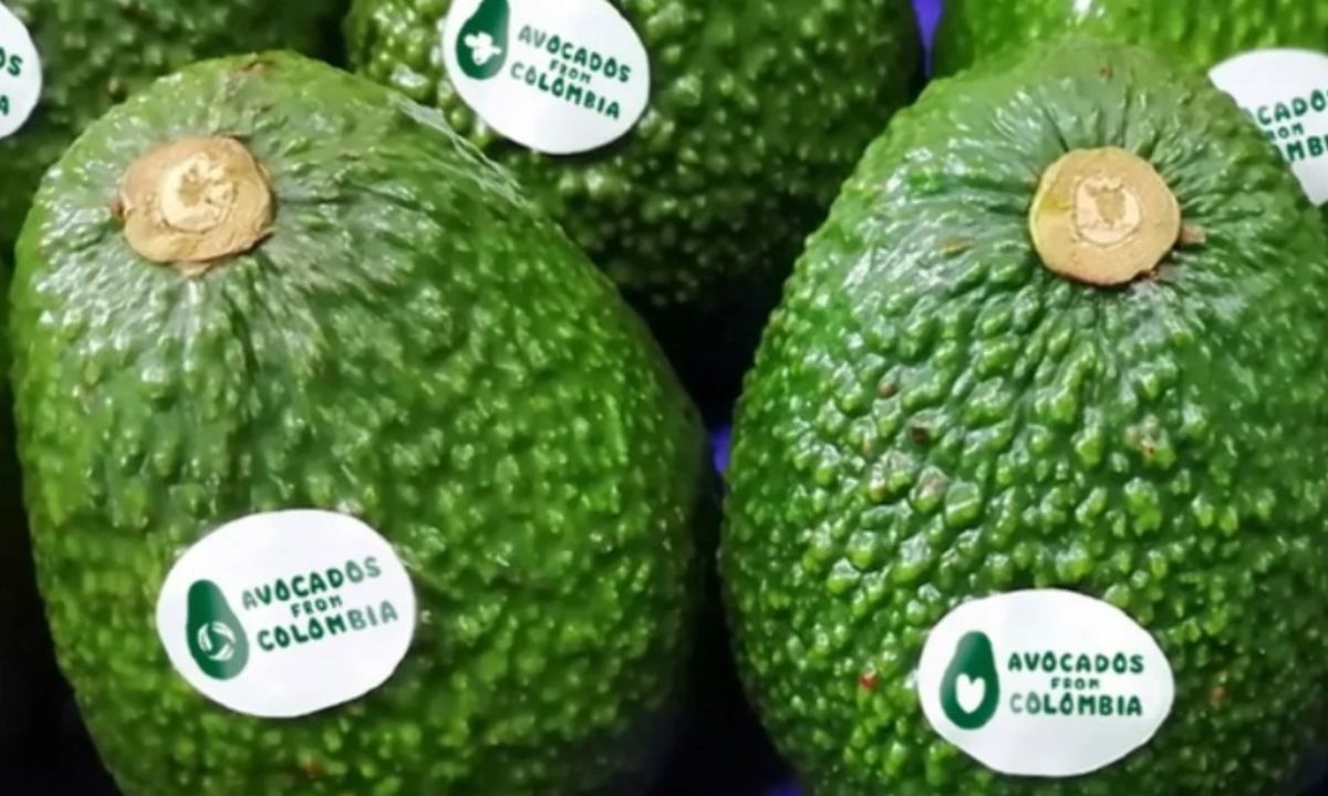 Palta: Crecimiento de Colombia impresiona, con un aumento del 6513% en sus exportaciones en la última década