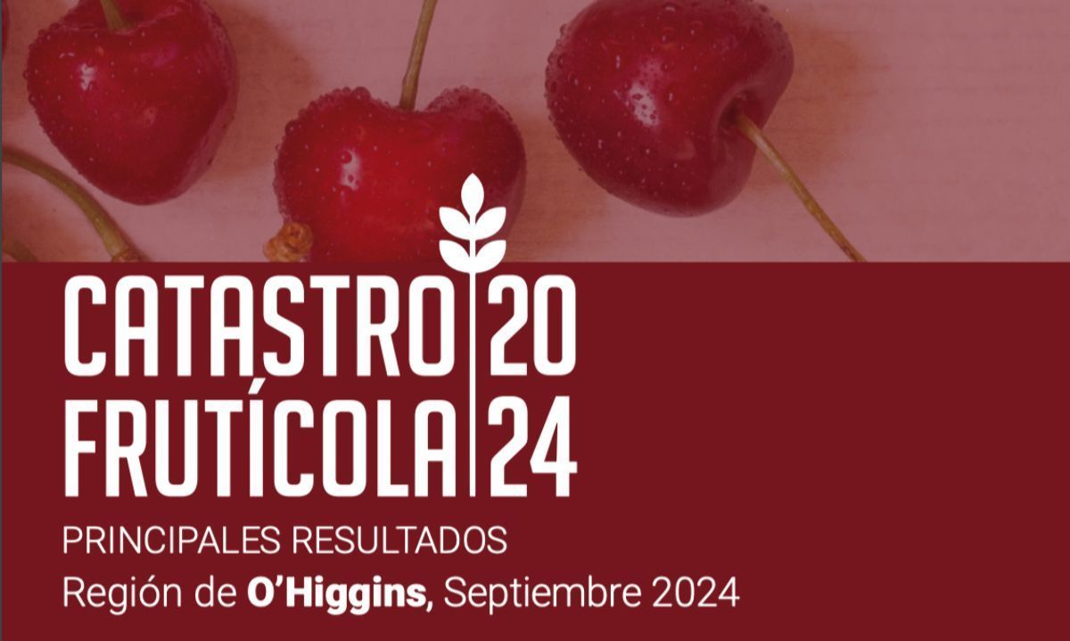 Región de O'Higgins: La superficie frutícola es 99.901 hectáreas y 29.934 de ellas son de cerezo