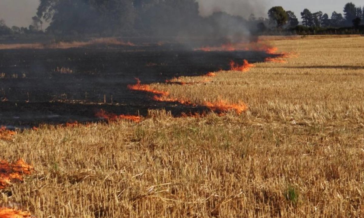 Conaf Maule y Seremi de Agricultura informan restricción total del uso del fuego en la región