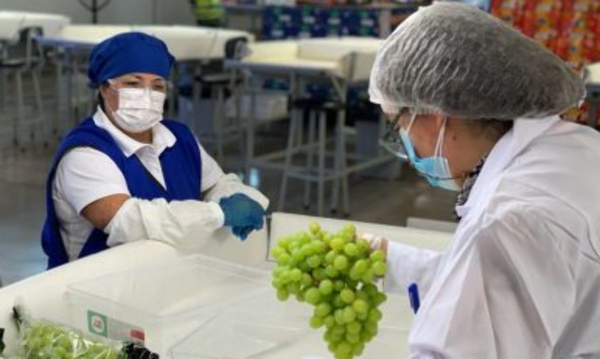 SAG Atacama requiere personal para certificación fitosanitaria de exportaciones frutícolas