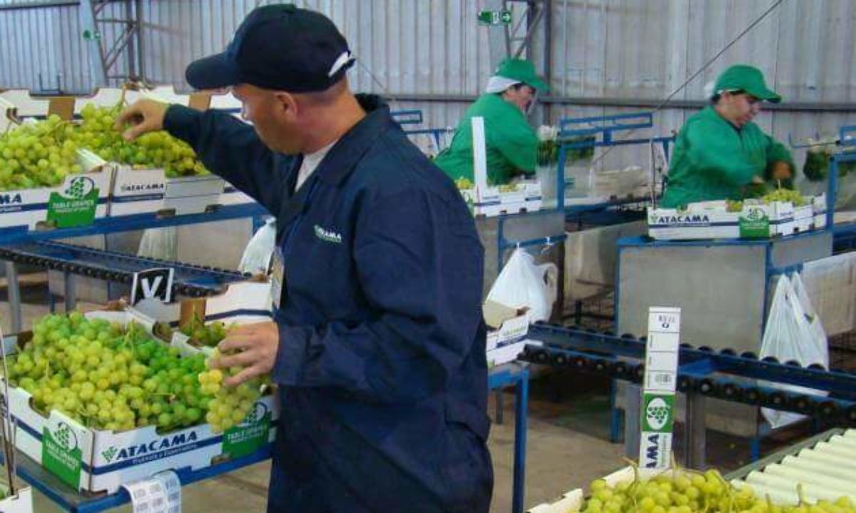 Más de 56 mil toneladas de uvas frescas se enviarán a EEUU bajo Systems Approach