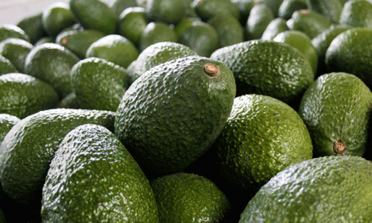 Con Territorio Aguacate agroindustria de la palta Hass culmina 2024 con
grandes logros
