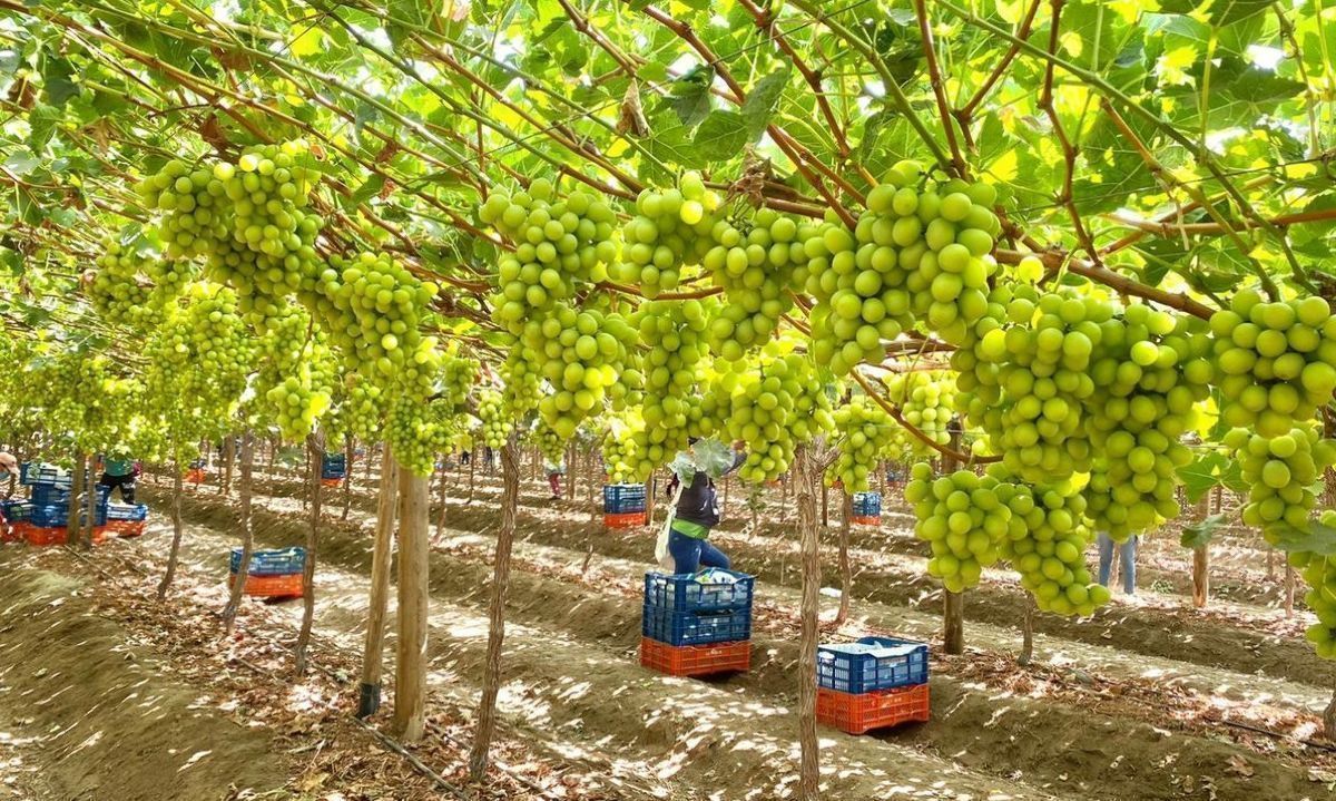 Escasez de oferta mundial de uva de mesa: se espera que Chile aumente la oferta