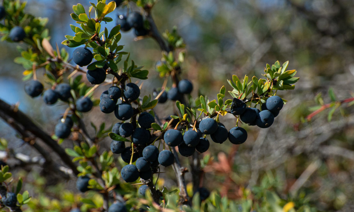 Patentan en Chile innovadora bebida antioxidante de calafate y extractos de cítricos 