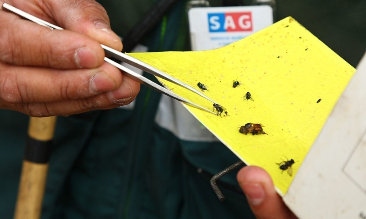 SAG erradica focos de mosca de la fruta en regiones de Tarapacá, Coquimbo y Valparaíso