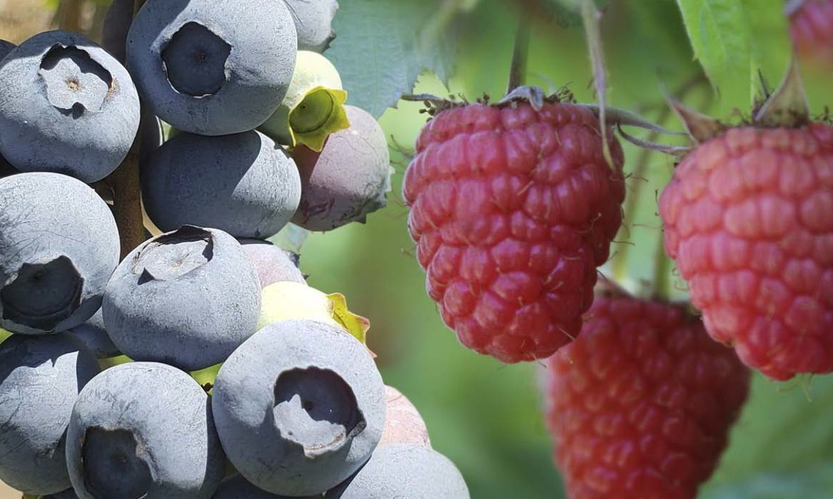 UACH y el innovador proyecto que optimiza la producción de hortalizas y berries