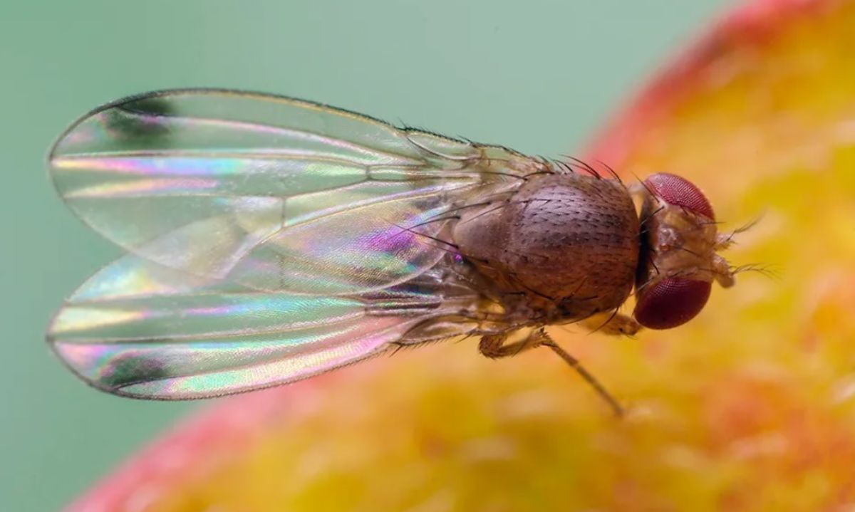 SAG tendría provisión mendocina de insectos para planes de control y emergencia fitosanitaria