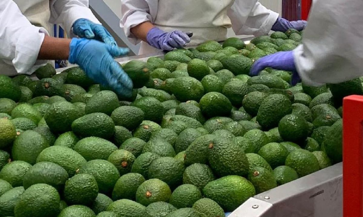 Las falsedades dichas acerca de las paltas o aguacates